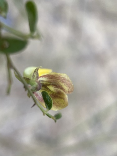 Image of Rhynchosia cytisoides by (c) Matt Berger, some rights reserved (CC BY)