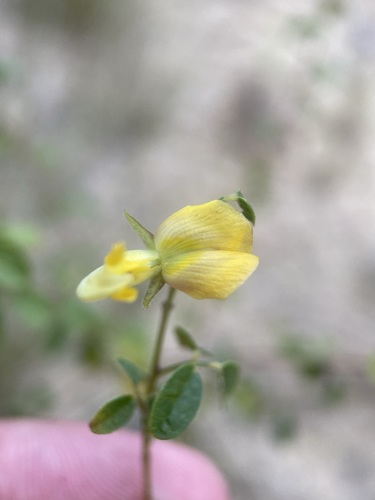 Image of Rhynchosia cytisoides by (c) Matt Berger, some rights reserved (CC BY)