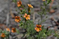 Jamesbrittenia aurantiaca