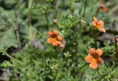 Jamesbrittenia aurantiaca