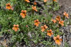 Jamesbrittenia aurantiaca