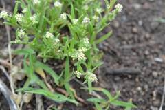 Lepidium englerianum