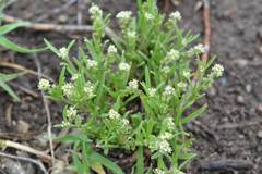 Lepidium englerianum