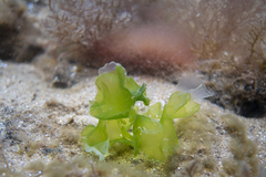 Ulva rigida