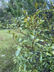Morella cerifera image