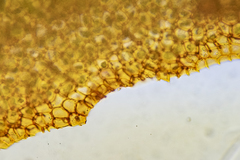 Ulva rigida