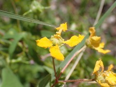 Aspicarpa hirtella