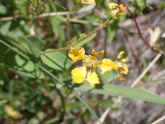 Aspicarpa hirtella