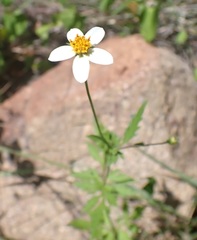 Bidens bigelovii