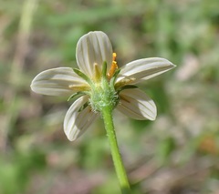 Bidens bigelovii