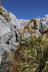 Aciphylla ferox