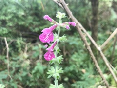 Stachys chamissonis cooleyae
