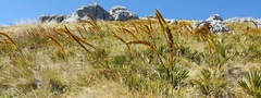 Aciphylla ferox