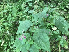 Stachys chamissonis cooleyae