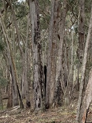 Cormobates leucophaea