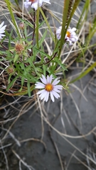 Symphyotrichum yukonense