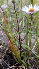 Symphyotrichum yukonense
