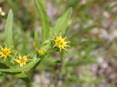 Melampodium longicorne