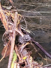 Glandirana rugosa