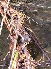 Glandirana rugosa