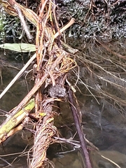 Glandirana rugosa