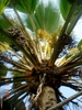 Fiji Fan Palm - Photo (c) Ahmad Fuad Morad, some rights reserved (CC BY-NC-SA)