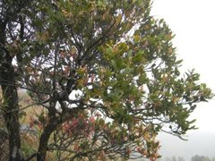 Cinnamomum verum