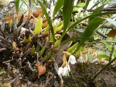 Coelogyne breviscapa
