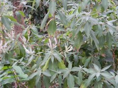 Colebrookea oppositifolia