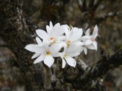 Dendrobium barbatulum