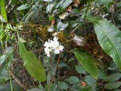 Dendrobium ovatum