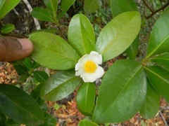 Gordonia obtusa