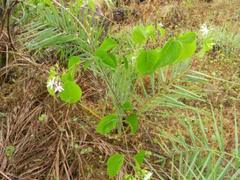 Jasminum malabaricum