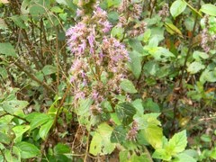 Pogostemon pubescens