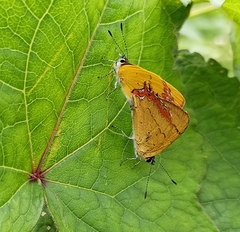 Heliophorini