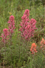 Castilleja purpurea