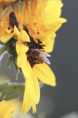 Apis mellifera