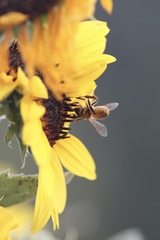 Apis mellifera