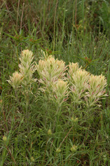 Castilleja purpurea