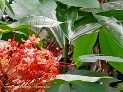 Notocrypta paralysos varians