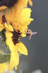 Apis mellifera