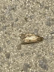 Lepidoptera