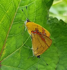Heliophorini