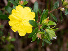 Hibbertia bracteata