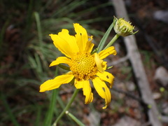 Verbesina longifolia