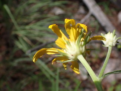 Verbesina longifolia