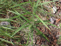 Verbesina longifolia