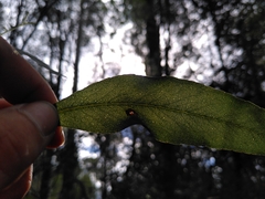 Eucalyptus brookeriana