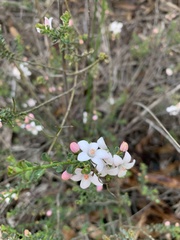 Philotheca verrucosa