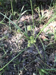 Cyperus echinatus
